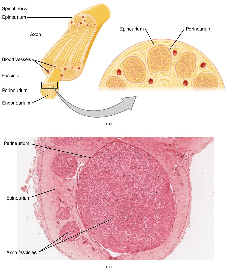 Figure 26.6 — Peripheral Nerve Cross-Section Anatomy: Schema and Histology (Endoneurium, Perineurium, Epineurium, Fascicles)