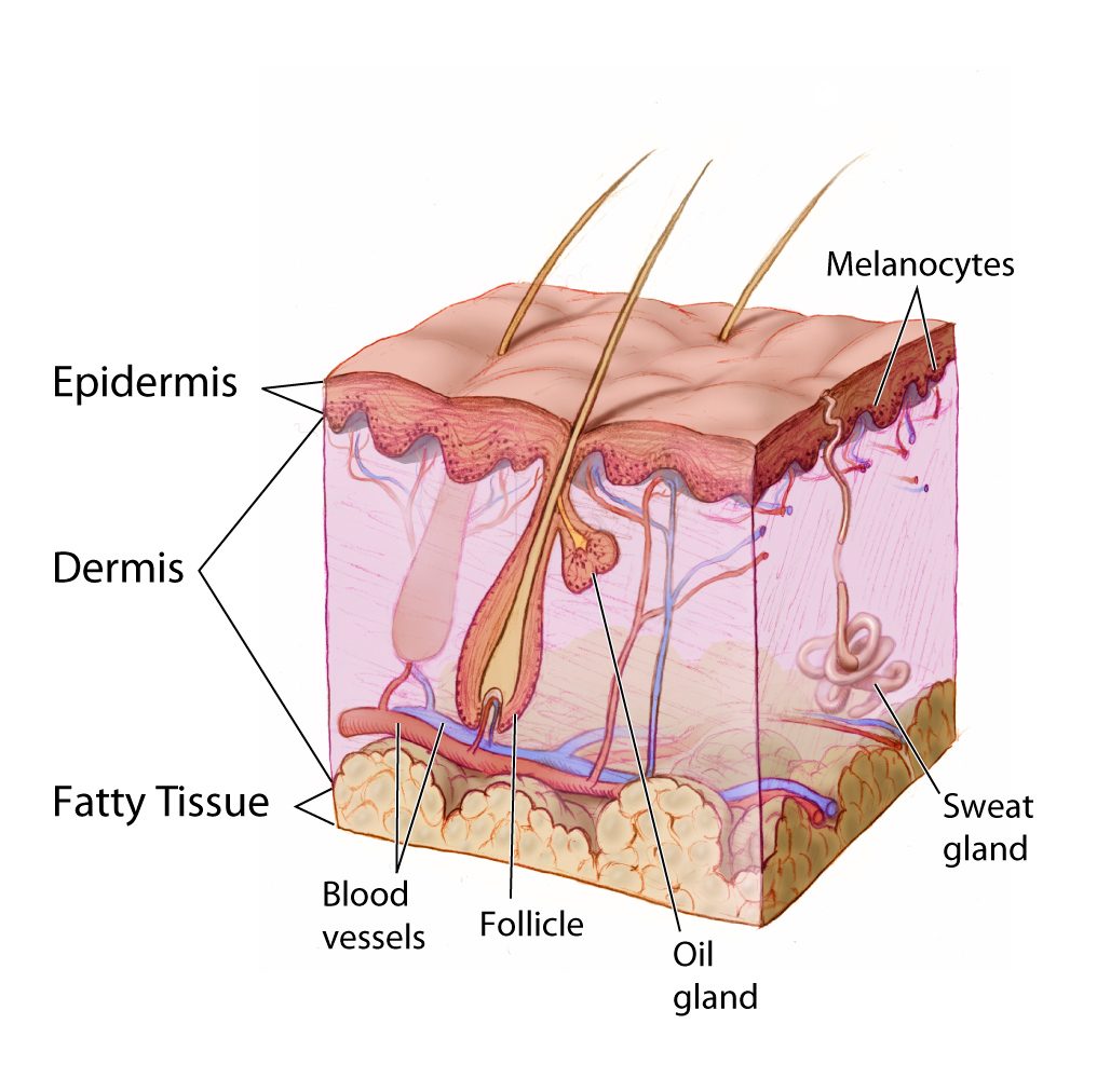 Figure 4.2 — Skin cross-section showing the layers of skin and associated structures (epidermis, dermis, fatty subcutaneous tissue, hair follicles, sebaceous and sweat glands, blood vessels). Use this layered view to map burn-depth penetration: superficial = epidermis only; superficial partial = into papillary dermis; deep partial = into reticular dermis; full-thickness = through dermis with destruction of all sensory endings (the painless-burn pearl); subdermal = into fat, muscle, tendon, or bone.
