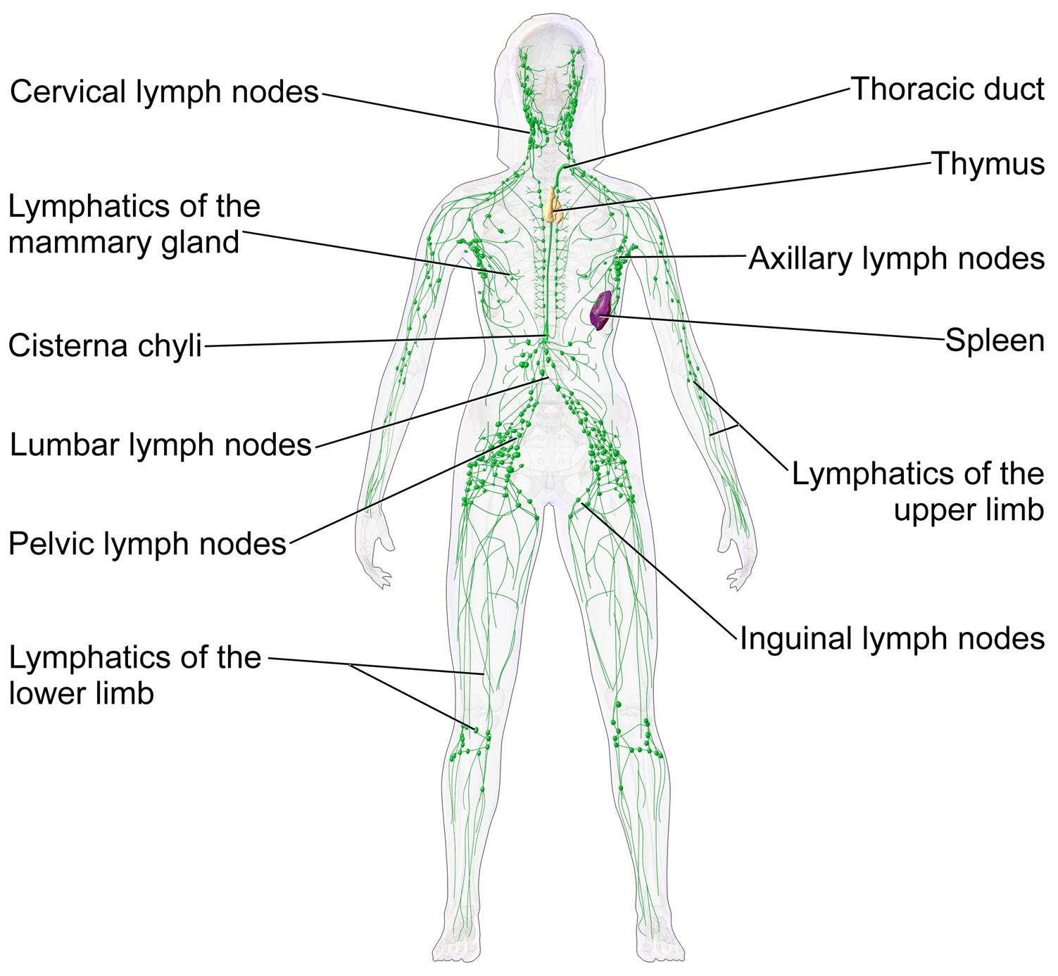 Figure 10.1 — Female lymphatic system anatomy showing the major regional node groups (cervical, axillary, inguinal, retroperitoneal), the lymphatic vessels of the limbs and trunk, and the central thoracic duct draining into the left subclavian vein at the venous angle. The right lymphatic duct drains the right head, neck, and upper chest into the right subclavian vein.