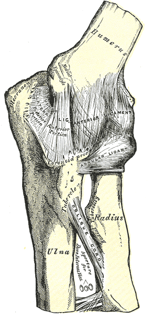 Figure 4.2 — Left Elbow Joint: Anterior and Ulnar Collateral Ligaments
