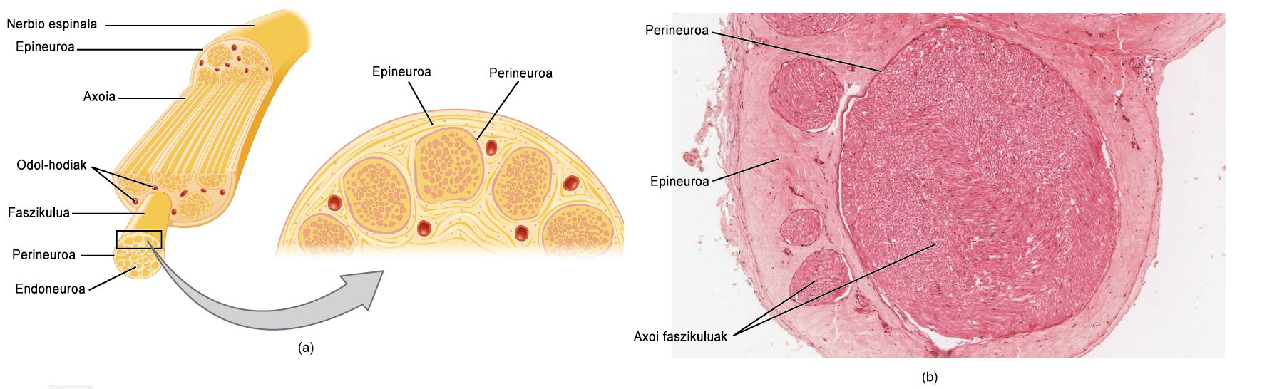 Figure 26.6 — Peripheral Nerve Cross-Section Anatomy: Schema and Histology (Endoneurium, Perineurium, Epineurium, Fascicles)