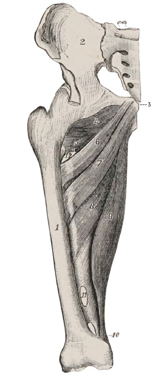 Figure 29.1 — Adductor Compartment Anatomy of the Thigh