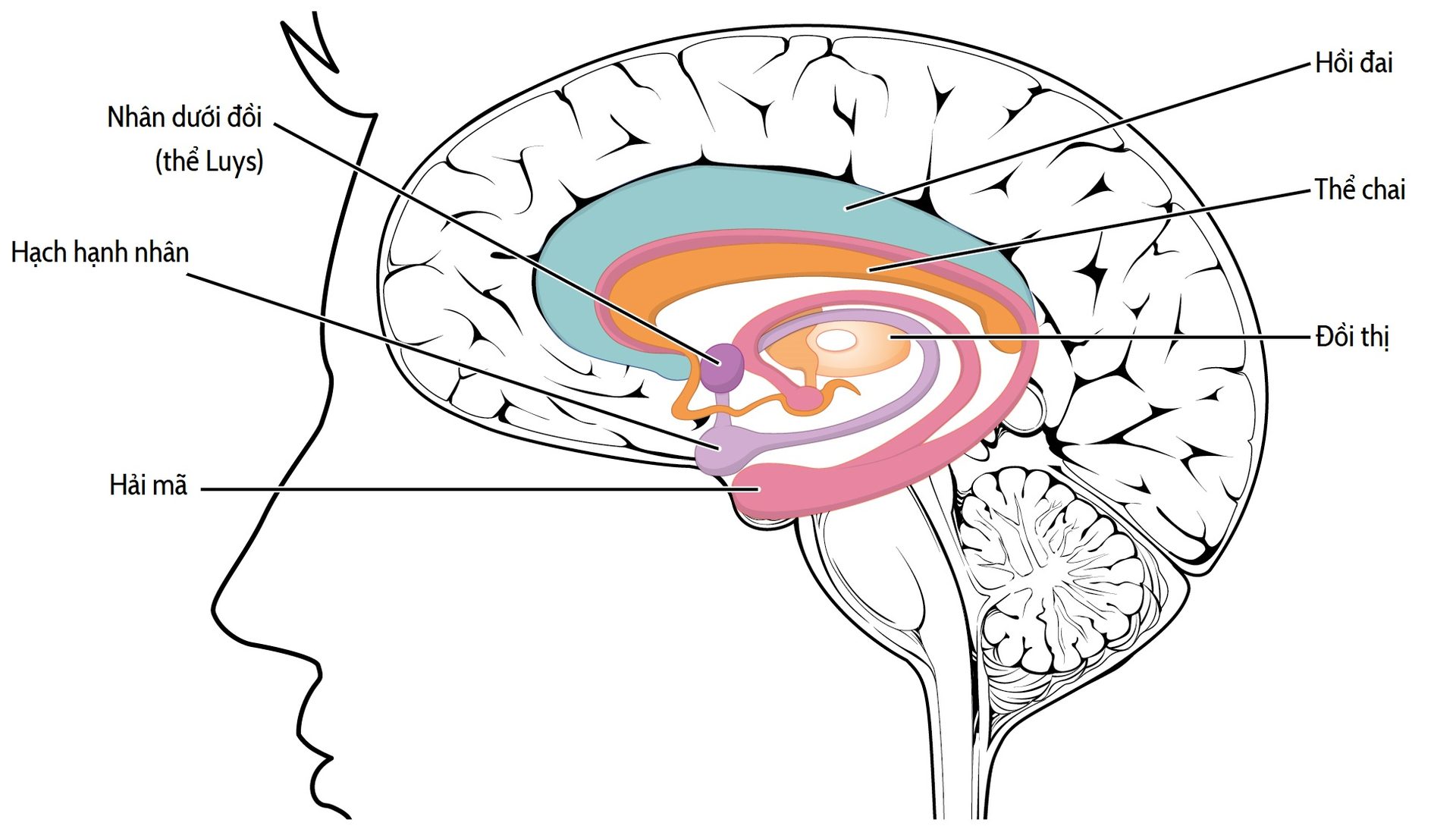 Figure 1.3 — Limbic lobe anatomy: cingulate gyrus (anterior cingulate cortex, ACC) and adjacent structures, including the insula and thalamus, that together compose the affective-motivational core of the pain matrix.