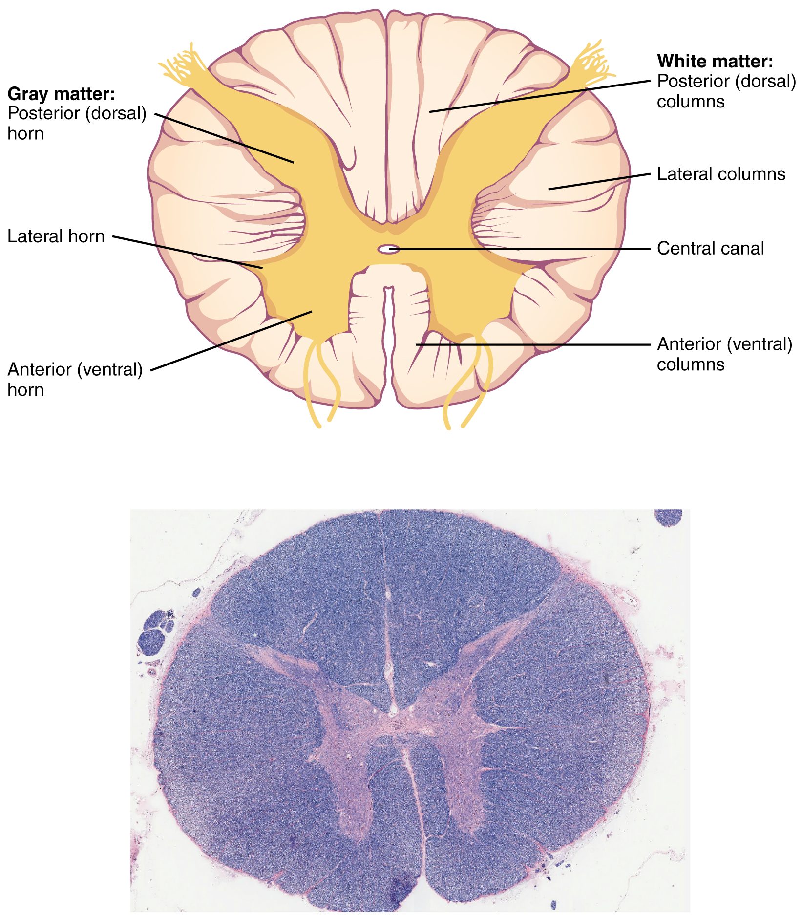 Figure 1.5 — Spinal cord cross-section showing dorsal and ventral horns, gray and white matter organization. Laminae I-II (substantia gelatinosa) at the apex of the dorsal horn are the C-fiber termination zone and the opioid-receptor-rich target for intrathecal opioid analgesia.