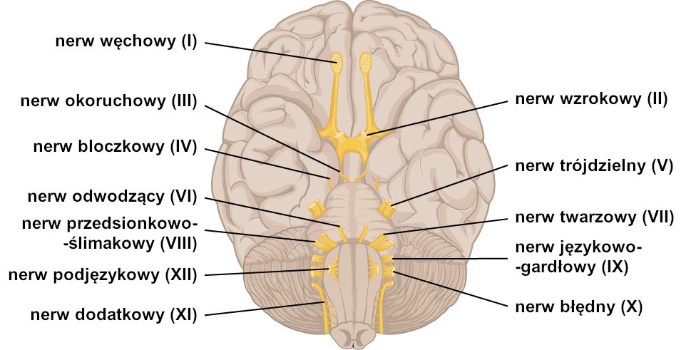 Figure 6.2 — The twelve cranial nerves emerging from the base of the brain, showing CN V (trigeminal), CN VII (facial), CN IX (glossopharyngeal), CN X (vagus), CN XI (spinal accessory), and CN XII (hypoglossal) — the cranial nerves that govern the four phases of swallowing