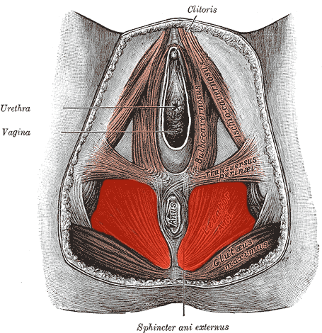 Figure 14.1 — Pelvic floor: levator ani group (pubococcygeus, puborectalis, iliococcygeus) and coccygeus, superior view