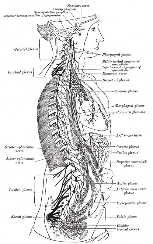 Figure 5.1a — Splanchnic nerves anatomy (greater/lesser/least; the T6 threshold)