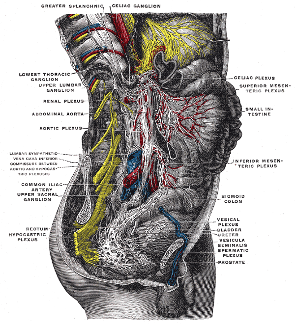 Figure 6.1a — Lower sympathetic chain with hypogastric and pelvic plexuses (pelvic / hypogastric / pudendal innervation of bladder)