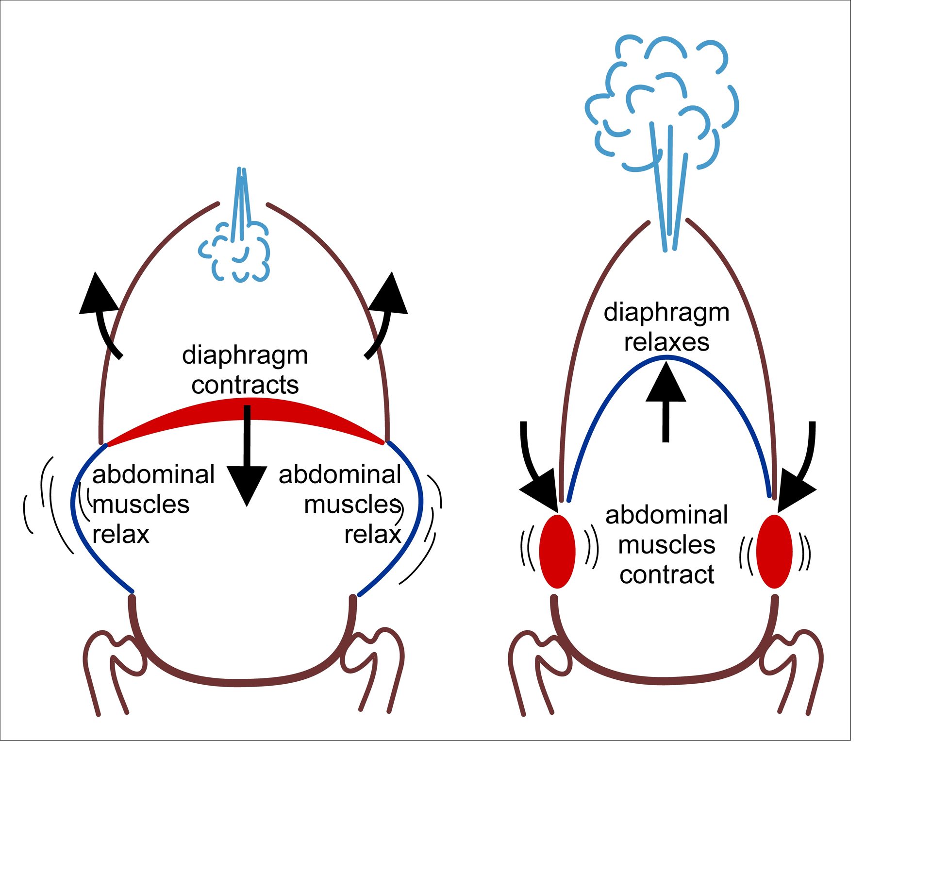 Figure 8.1a — Diaphragm, intercostals, and accessory respiratory muscles in forceful inhalation/exhalation (red = contracting, blue = relaxing)
